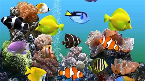 Aquarium Computer Wallpapers Wallpaper Cave