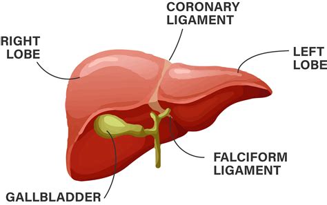 All about Liver problems and Liver Disease - Liver foundation