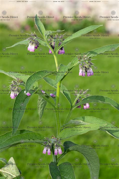 Comfrey Herb