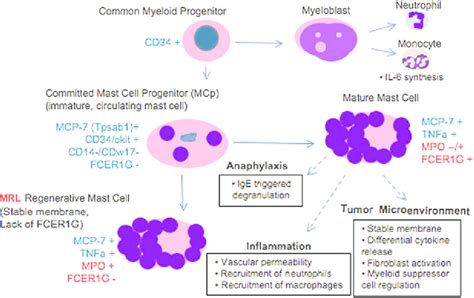 The Maturation Of Mast Cell Populations Is Shown Here The Myeloid