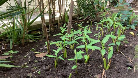 Kebun Kangkung Cangkir Kosong