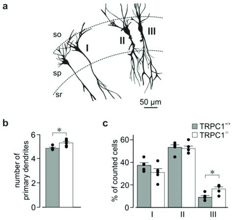 Major Dendrite Morphology In Ca Neurons From Trpc And Trpc