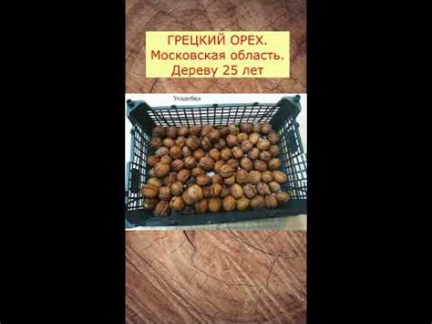 Проращиваем грецкие орехи - YouTube