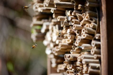 Insektenhotel Welches Insekt Bewohnt Welche F Llung