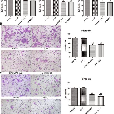 Effects Of CTBP1 AS2 And YTHDC1 On Cell Viability Migration And