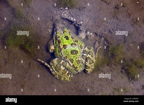 Sahara Frog Pelophylax Saharicus In Shallow Water Talassemtane