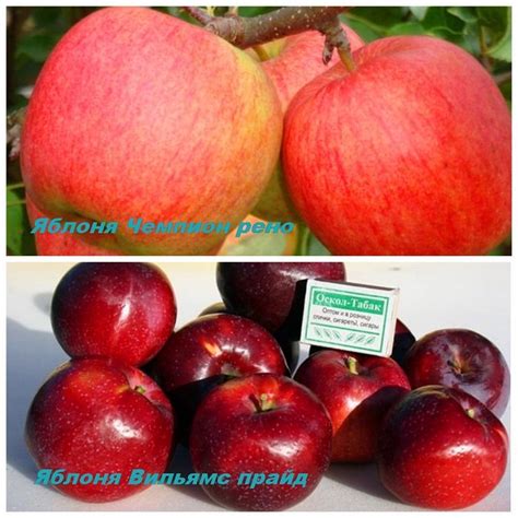 Яблоня Вильямс Прайд Описание Сорта Фото – Telegraph