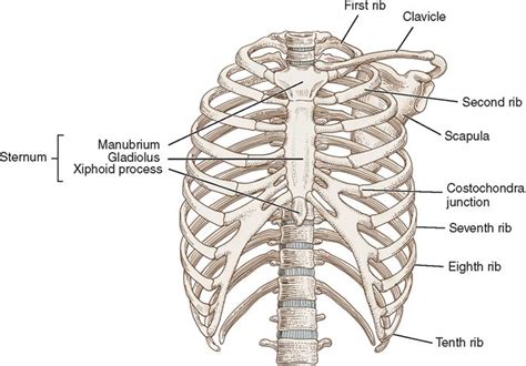 14 Thoracic Surgery Basicmedical Key