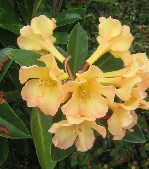 Garden Guy Hawaii The Beautiful Vireya