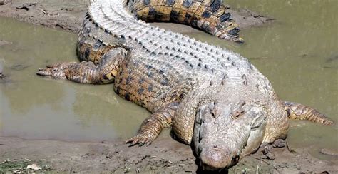 Saltwater crocodile - Our Planet