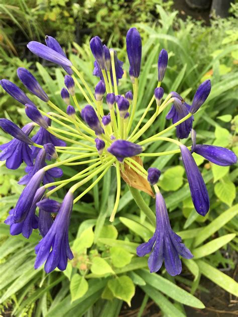 daylilynursery: Bareroot Agapanthus Plant Facts