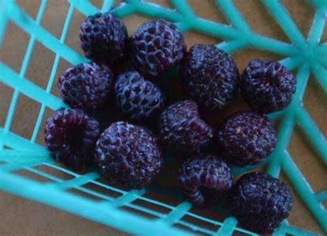Blue Raspberry - что это за вкус?