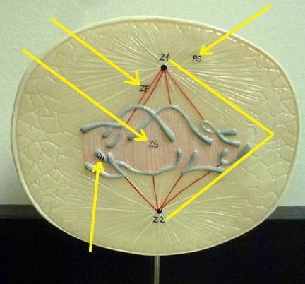 early anaphase cell structures diagram quizlet