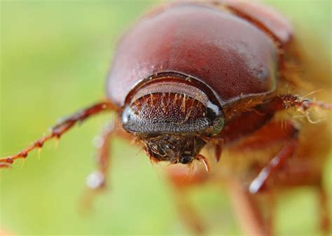 Cute Brown June Beetle Phyllophaga Stock Image Image Of Dorbug