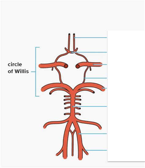 Cerebral Arterial Circle Willis Circle Diagram Quizlet
