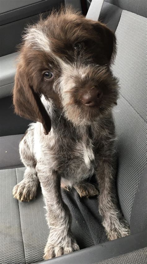 German Wirehaired Pointer Puppies For Sale | Parsons, KS #325474