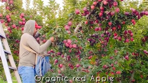 As Es La Mejor Cosecha De Manzana Roja Fruta En Abundancia Y Org Nica