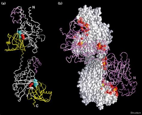 The Mechanism Of Regulation Of Hexokinase New Insights From The