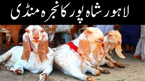 Wednesday Update Bakra Mandi Lahore Qurbani 2023 Kitne Ka Liya Bhai