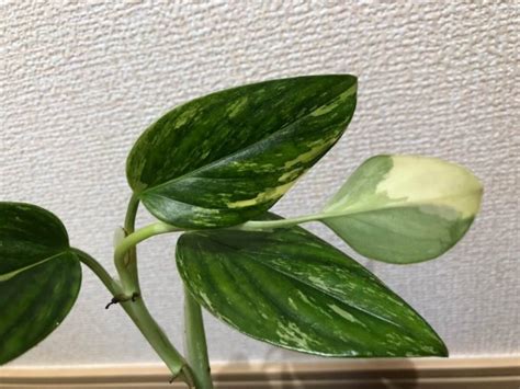 モンステラの分類と種類（斑入り品種など）について説明するね 斑入りモンステラの種類と育て方の説明書『モン説』