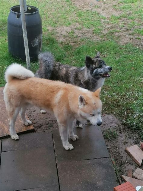Pin by Anastasija on akita | Akita, Dogs, Animals