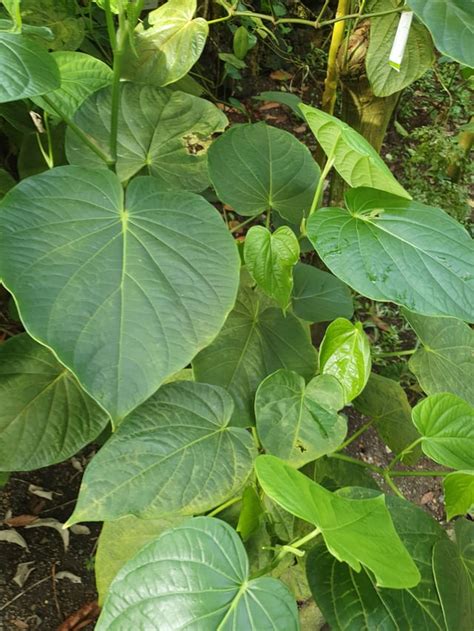 Is This Real Kava Rkava