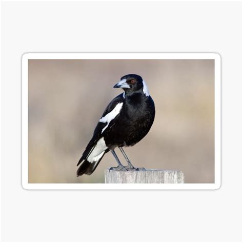 Australian Magpie Sticker For Sale By Peter Ford Redbubble