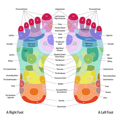 Female Reproductive Reflexology Points Reflexología Autorregulación Ejercicios