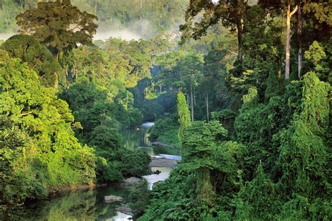 Malaysia Jungle Wallpapers Wallpaper Cave