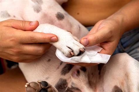 Blisters On Dog Paws Vet Answer Treatment Causes And Prevention Dogster