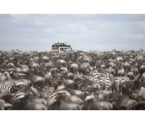 Migration Quotes Quotesgram