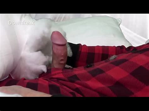 Un Chico Monta Sus Almohadas Y Folla El Relleno Hasta Que Se Corre XVIDEOS