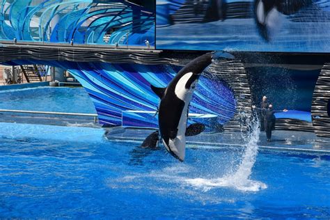Complete Guide to the Best Rides at SeaWorld Orlando - Oh Trips