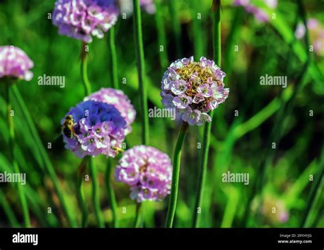 Flowering Plant Pink And White Armeria Maritima Alba Or Sea Thrift