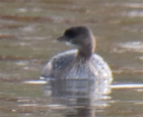 Ebird Checklist Dec North Natomas Lake Species