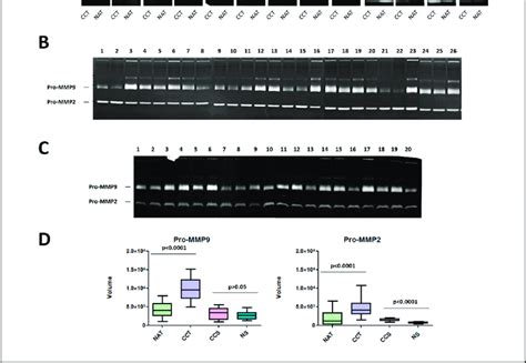 Mmp And Mmp Activity Levels In Colon Cancer Tissues Normal Adjacent