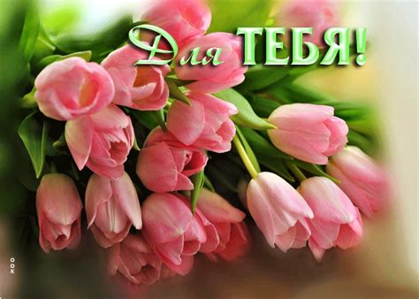 elitnaya otkrytka  tyulpanami dlya tebya skachat besplatno