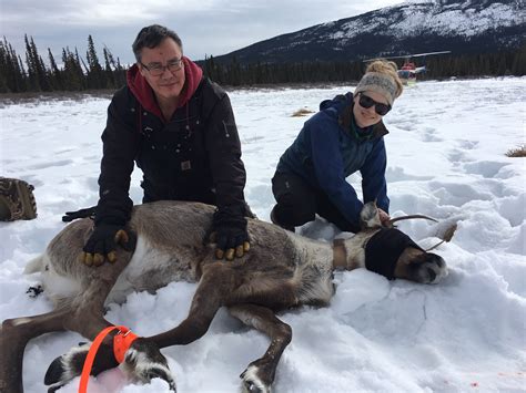 Recovery Southern Lakes Caribou