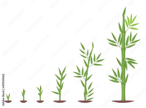 Bamboos ripening period progression. Bamboo growth stages. Bamboo bush ...
