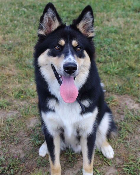 67+ Border Collie Mix Husky Pic - Bleumoonproductions