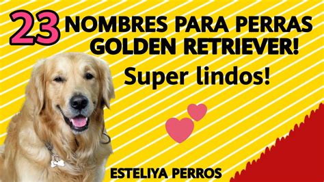 Nombres Para Golden Retriever Hembras Te Encantar N Youtube