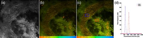 Mpm Intensity A Flim Images Obtained From Channel Nm B