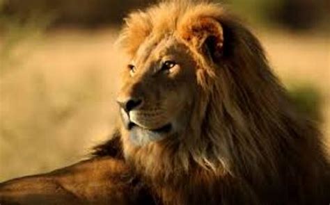 10 Interesting African Lion Facts | My Interesting Facts