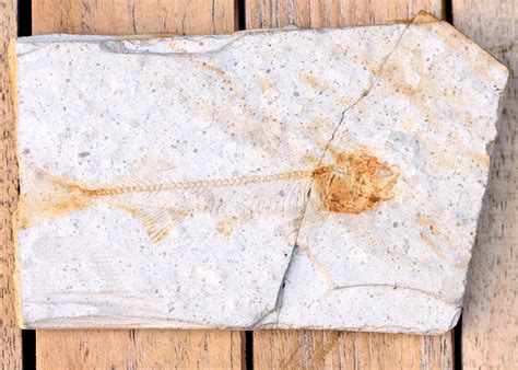 Fish Fossil - Fossil ID - The Fossil Forum