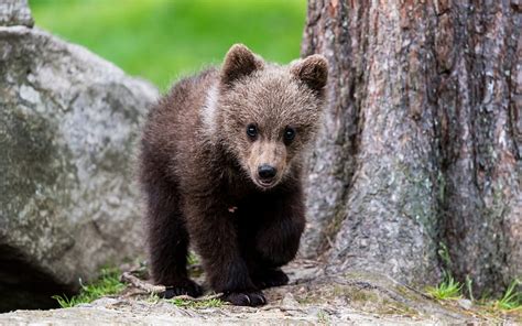 Cute Bear Cubs Wallpaper