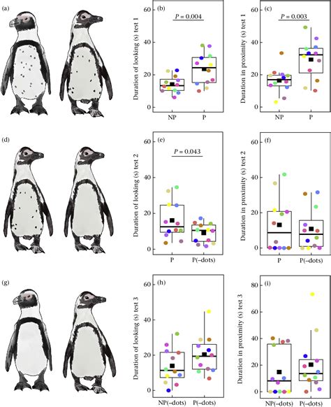 Figure 1 from African penguins utilize their ventral dot patterns for