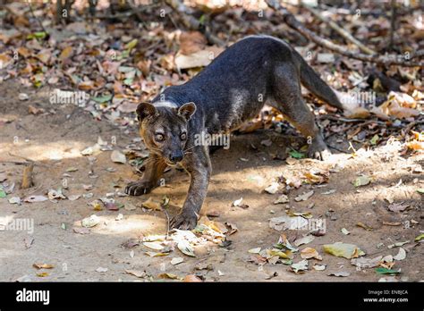 Die fossa -Fotos und -Bildmaterial in hoher Auflösung – Alamy