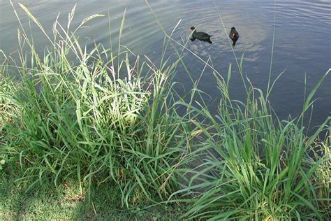 Vasey Grass