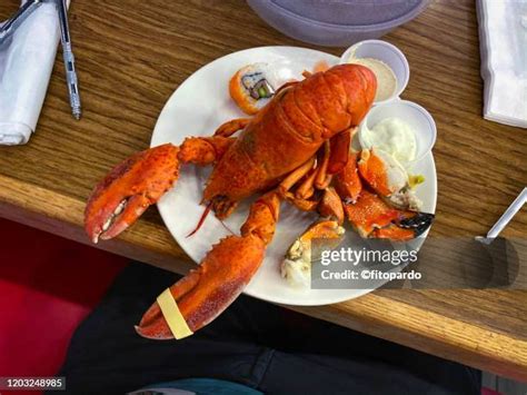 Boston Lobster Photos And Premium High Res Pictures Getty Images