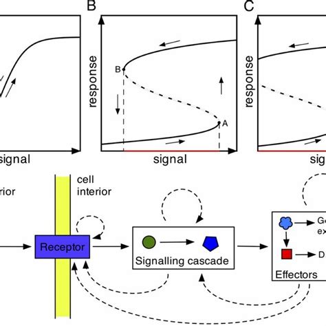 models  biological signal responses ac schematic signal response